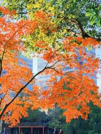 上海黃浦南園遊玩全攻略來了!!!