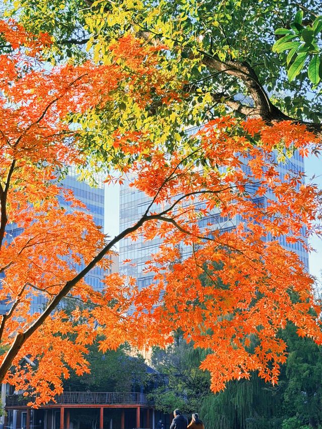 上海黃浦南園遊玩全攻略來了!!! 上海黃浦南園遊玩全攻略來了!!!