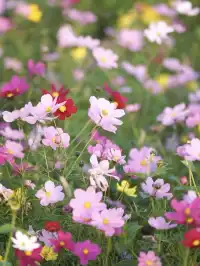 上海出發1h 淀山湖落日花海保姆級攻略