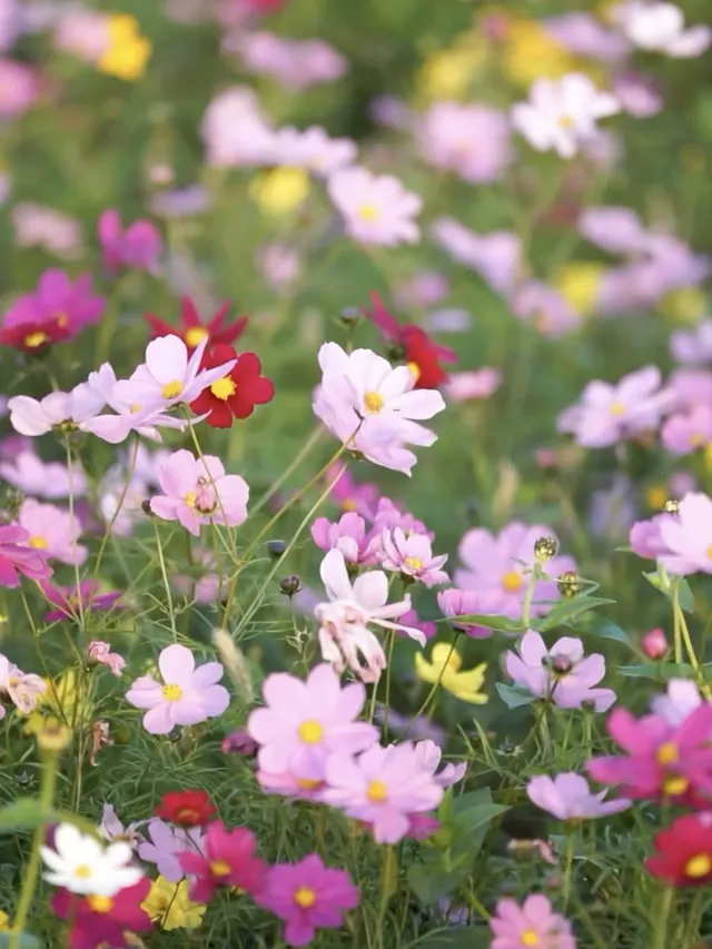 上海出發1h 淀山湖落日花海保姆級攻略