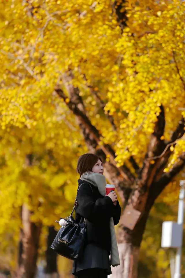 闖入金色童話世界!八都岕銀杏黃了 闖入金色童話世界!八都岕銀杏黃了