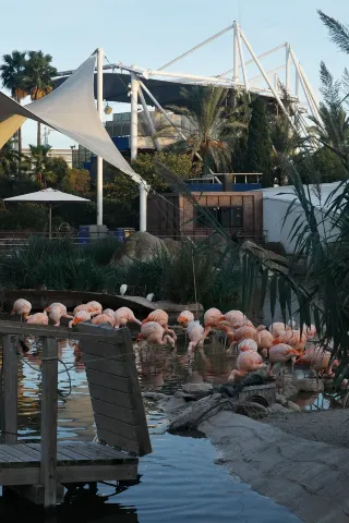 Четырехчасовая пересадка в Валенсии позволит вам быстро добраться до крупнейшего аквариума Европы.