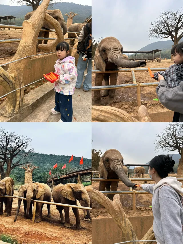 龍之夢2天1夜親子遊,帶娃住進動物世界! 龍之夢2天1夜親子遊,帶娃住進動物世界!