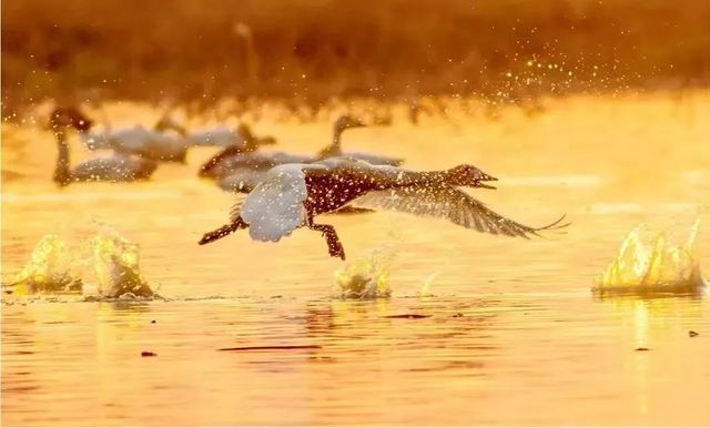 ［人均2.5上饒5天4晚寶藏攻略］水墨畫裡的秋天+仙俠?