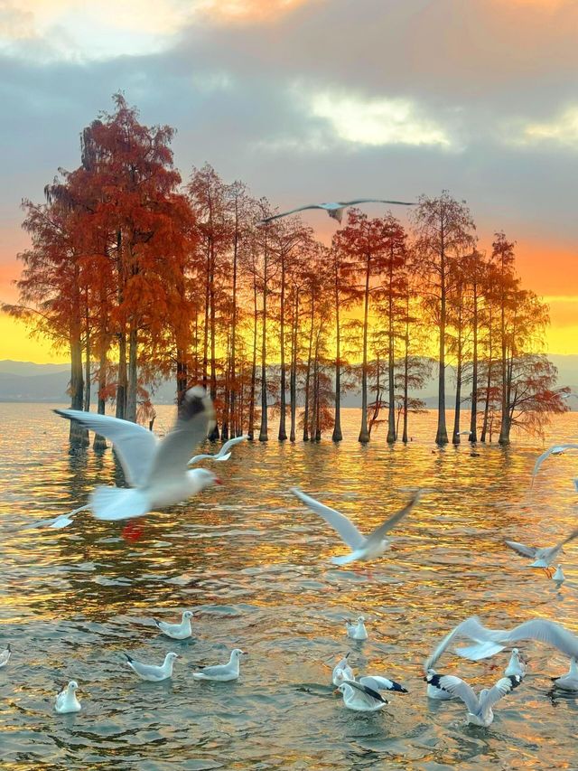 12.3！大理洱海的含金量還在上升！