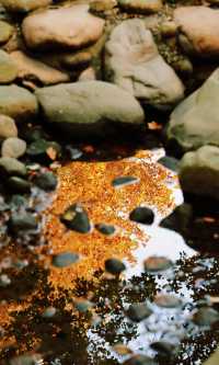 12.3上海超絕!延中綠地楓葉銀杏