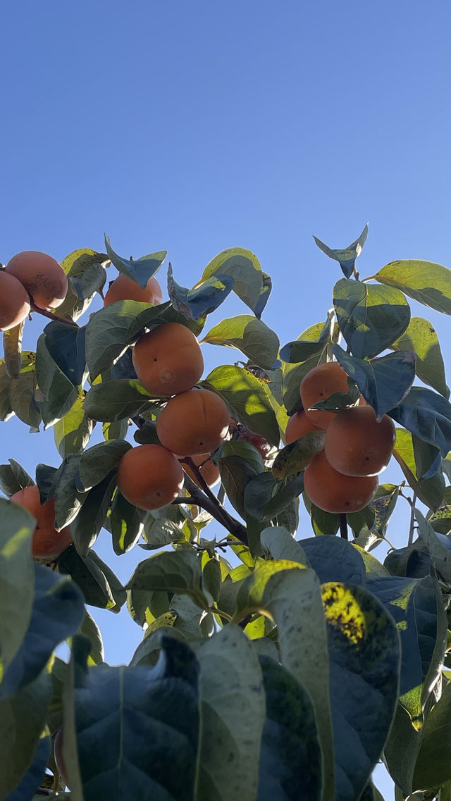 偷偷告訴你！恭城紅巖村的柿子季也太出片了吧