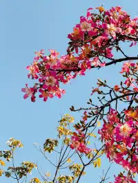 橫琴|一片粉海櫻花木棉很好看