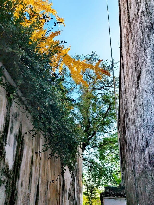 滿城秋色,一宅金黃 滿城秋色,一宅金黃