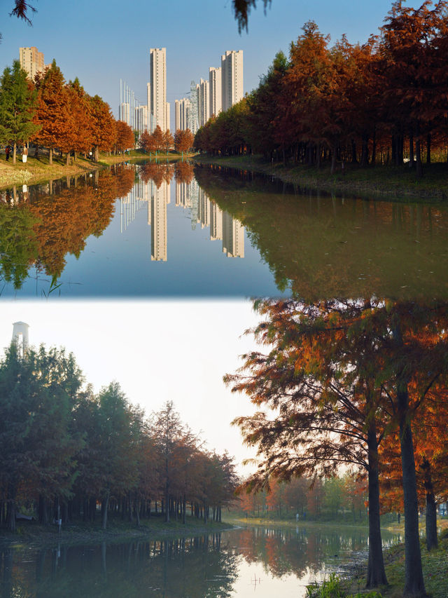 魔都的冬天有多美！紅得像火