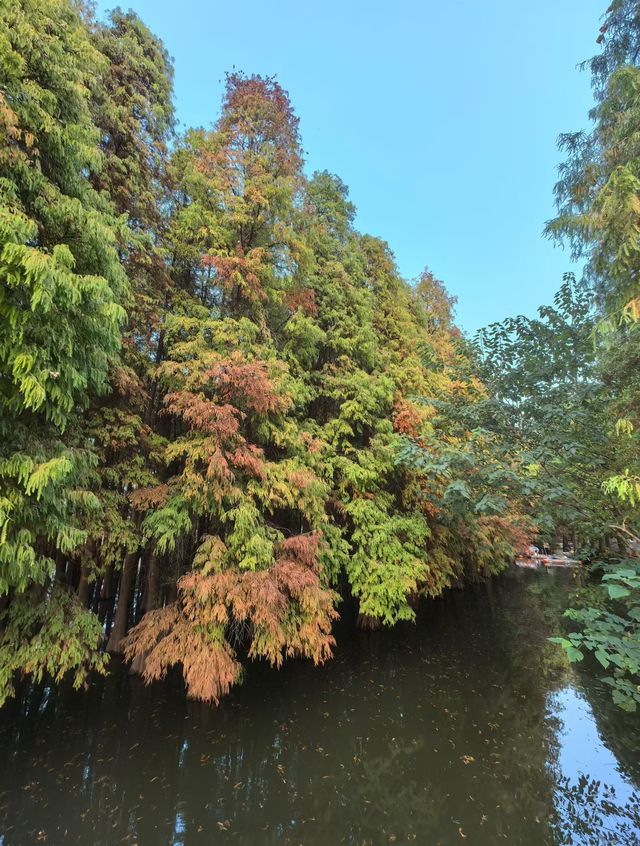肇慶星湖絕美秋色 黃葉紅杉驚艷整個秋天! 肇慶星湖絕美秋色 黃葉紅杉驚艷整個秋天!