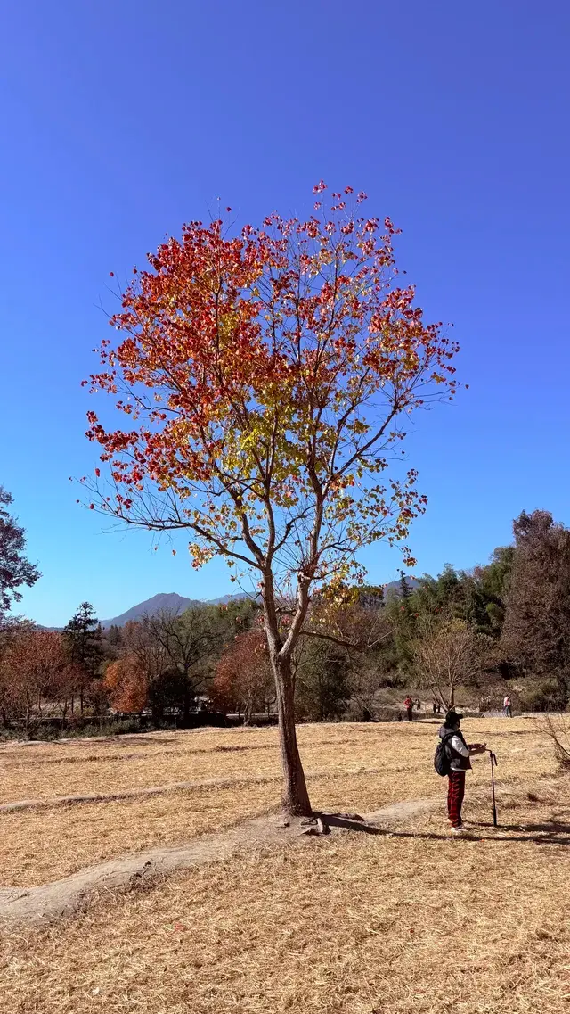 塔川宏村盧村奇墅湖秋景一日攻略 塔川宏村盧村奇墅湖秋景一日攻略
