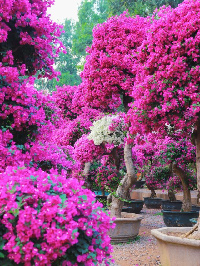 這裡風景獨好 這裡風景獨好