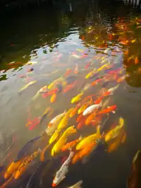 重慶寶藏地，0元闖進秋日禪意天堂