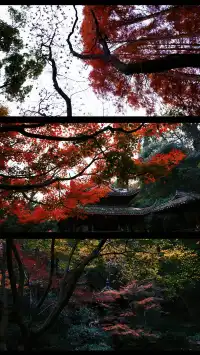 吊打京都沒人告訴我杭州的秋天這麼頂啊