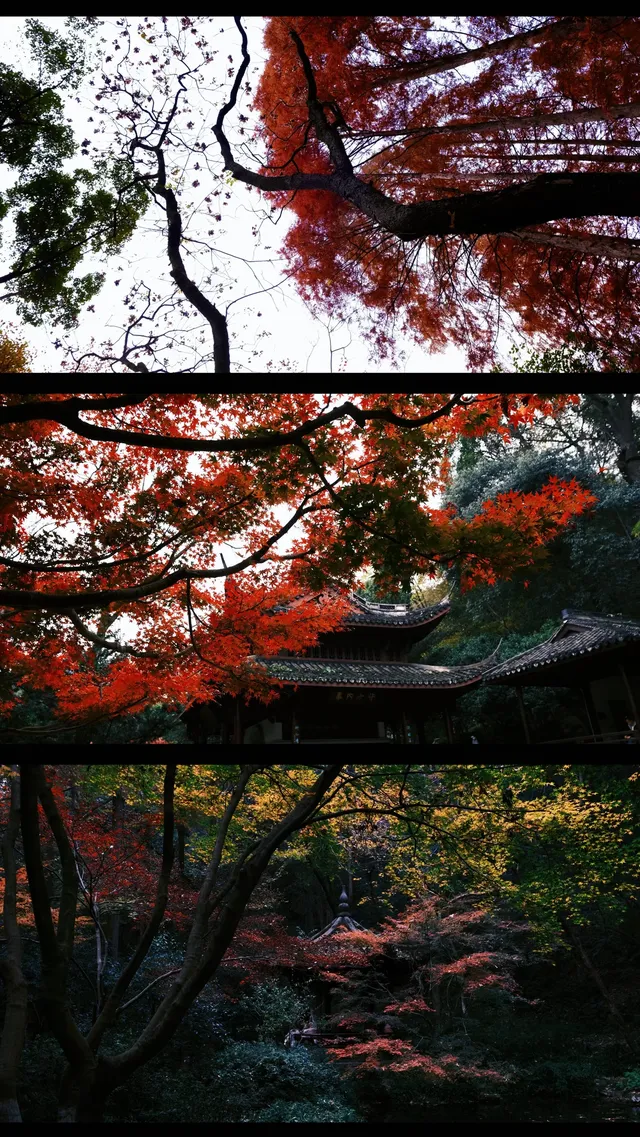 吊打京都沒人告訴我杭州的秋天這麼頂啊 吊打京都沒人告訴我杭州的秋天這麼頂啊