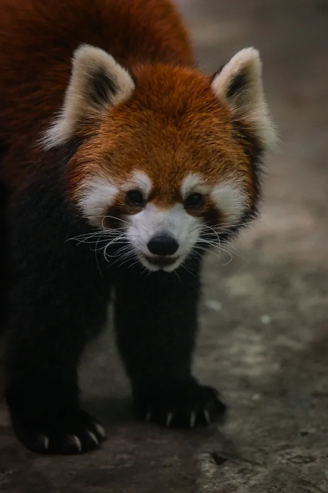 上海動物園‖動物攝影師的天堂 上海動物園‖動物攝影師的天堂