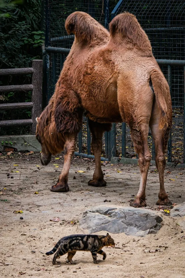 上海動物園‖動物攝影師的天堂 上海動物園‖動物攝影師的天堂