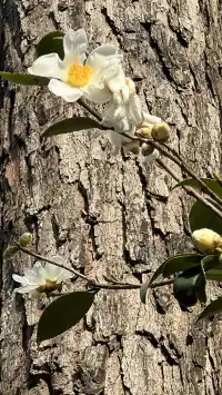 流徽榭，美得像金陵深秋的油畫秘境~