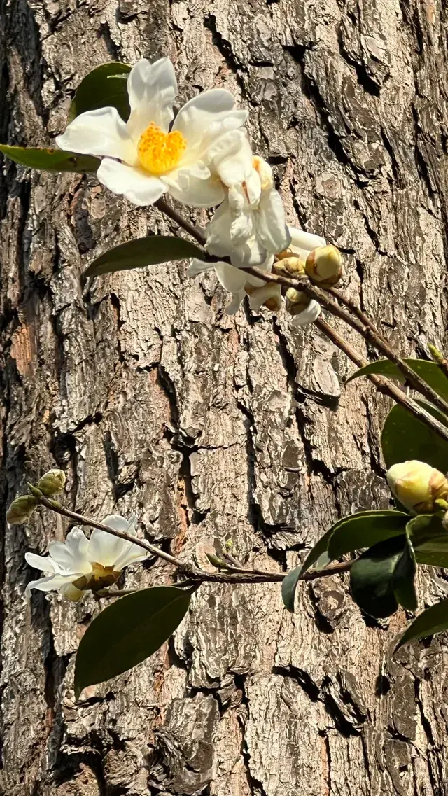 流徽榭，美得像金陵深秋的油畫秘境~
