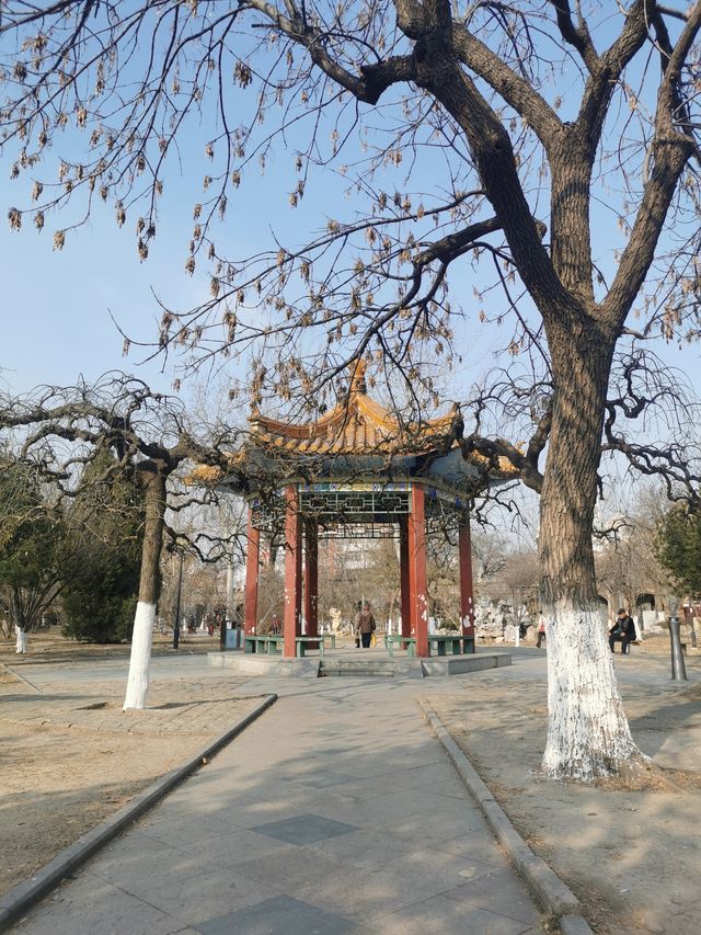 天津中山公園｜秋日限定的金色童話世界  落日銀杏+古建長廊！隨手拍都是電影感大片   天津秋日頂流