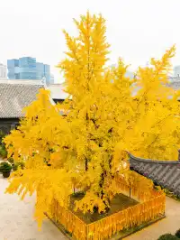 12.5實拍！真如寺銀杏，元代古剎小眾賞秋！