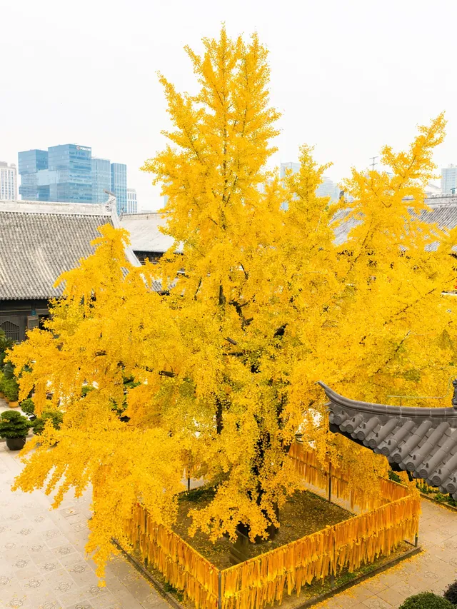 12.5實拍！真如寺銀杏，元代古剎小眾賞秋！