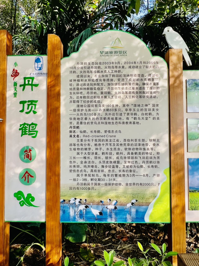 打卡肇慶丹頂鶴生態園