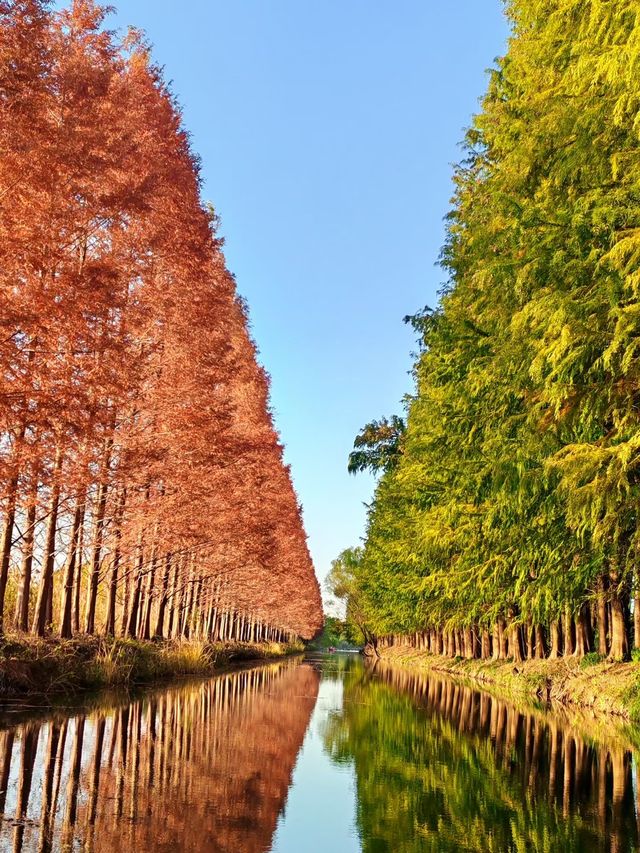 闖入紅衫秘境,開啟浪漫划船之旅 闖入紅衫秘境,開啟浪漫划船之旅