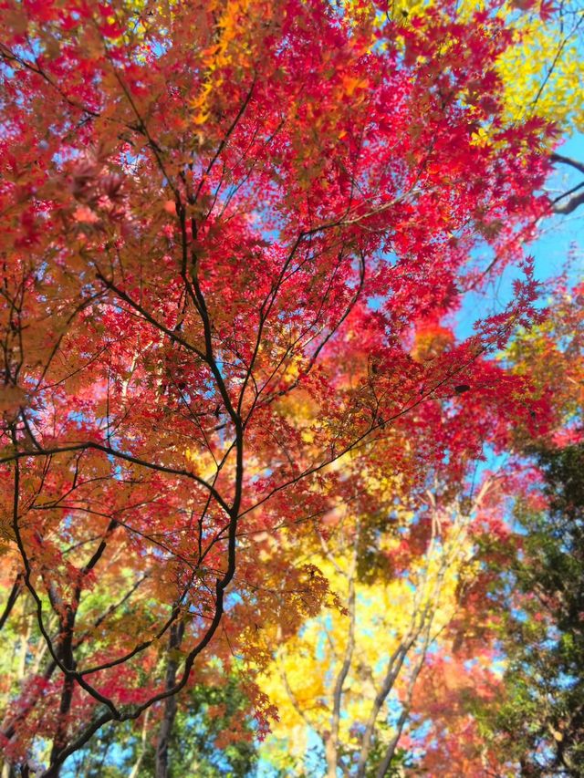 12月的秋霞圃,這裡的「楓」景美到失語 12月的秋霞圃,這裡的「楓」景美到失語