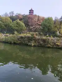 滿城盡飛黃金葉，紹興古城河清園秋色正迷人