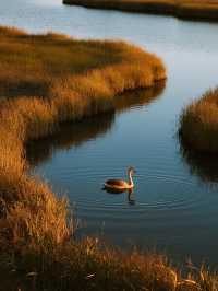 上海最近的「海上日出」!崇明東灘騎行觀鳥全攻略