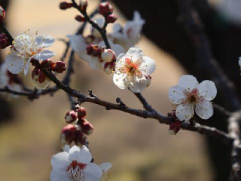 偕楽園梅まつりがまもなく開催