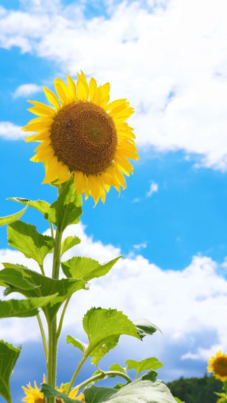 ひまわりの花海に迷い込んだ！夏のロマンスを身にまとって | Trip.com