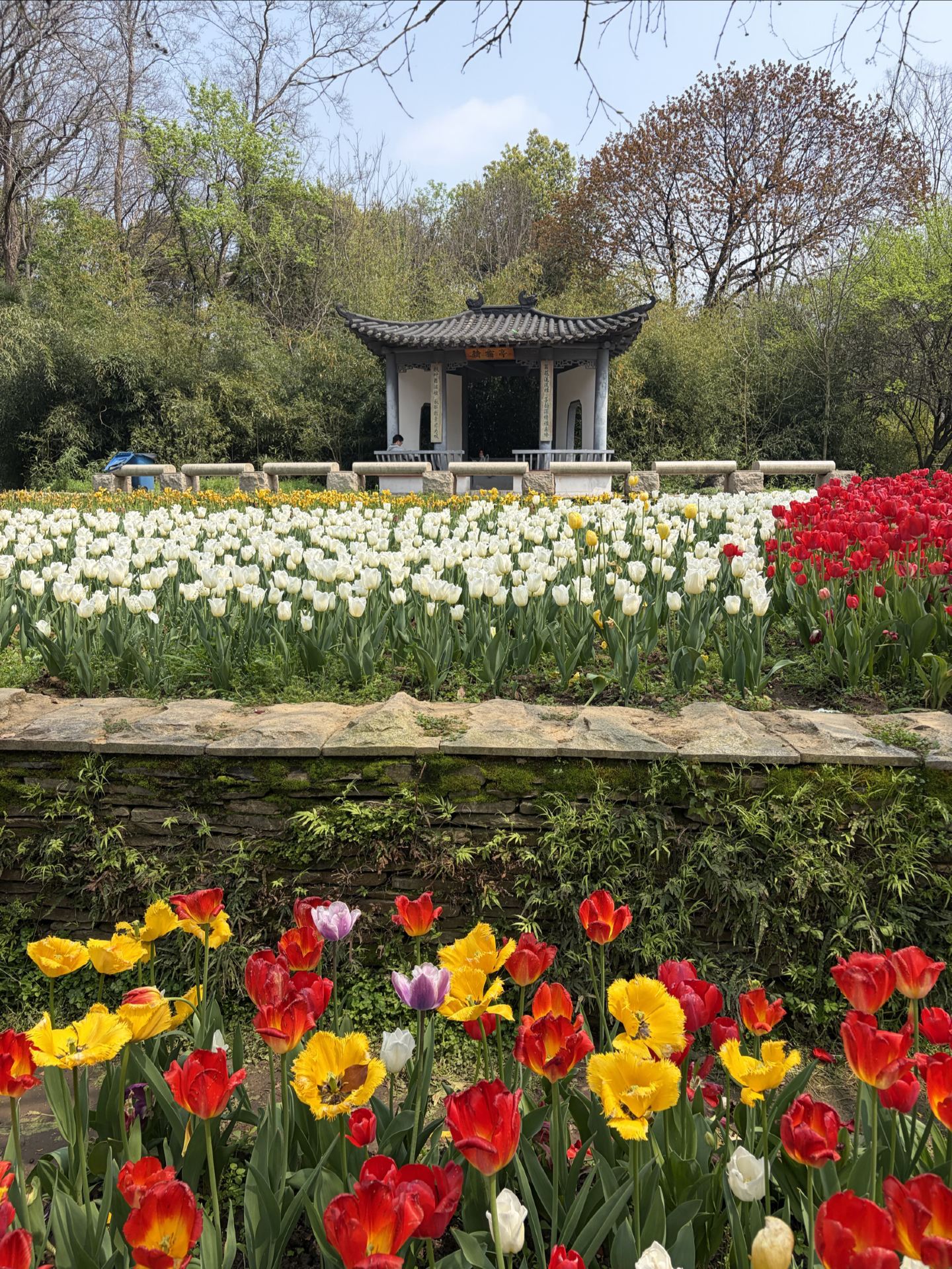 Spring Exclusive｜Atour and the Romance of Tulips