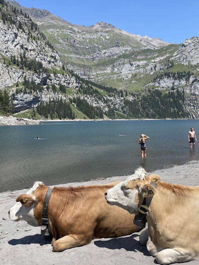 산 위의 호숫가에서 소떼를 만날 수 있다?👀🐮🐂