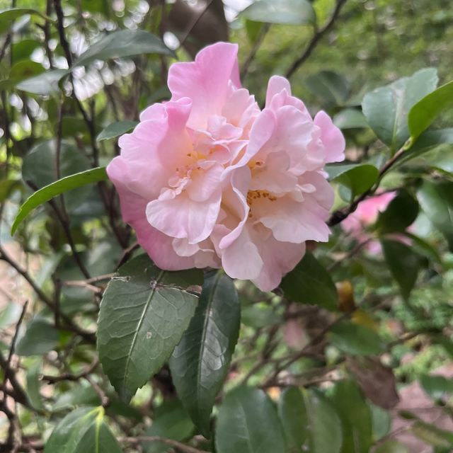 香港動植物園-給自己最美的大自然的饗宴