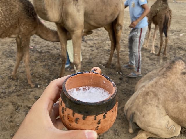 작렬하는 태양의 사하라 사막 🐫🌵
