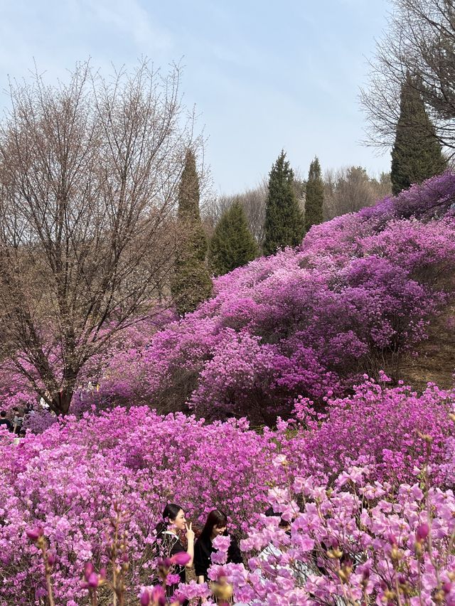 🌸이번년도 봄에는 부천 진달래꽃동산에서 진달래꽃 구경🌸