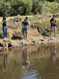 澳洲自然野外體驗-野外河邊Fly Fishing😍不需用魚餌😱