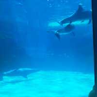 【日本　名古屋港水族館】