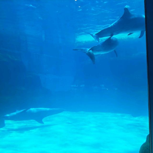 【日本　名古屋港水族館】