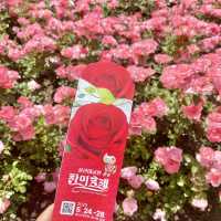 울산대공원 장미축제 2023