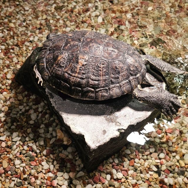 日本最古老最有名的動物園🐘🦒🐼🦌