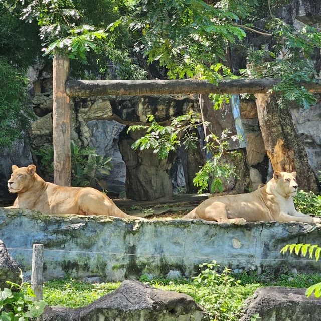 Chiang Mai Zoo