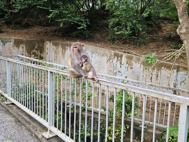 以猴子出名的金山郊野公園