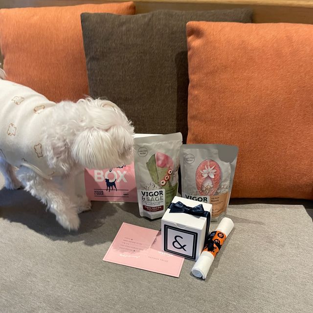갓성비로 강아지와 함께 여행가요🐶🖤