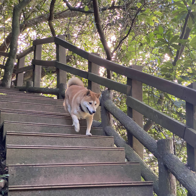 烘爐地登山步道⛰️
