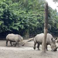 Singapore Zoo