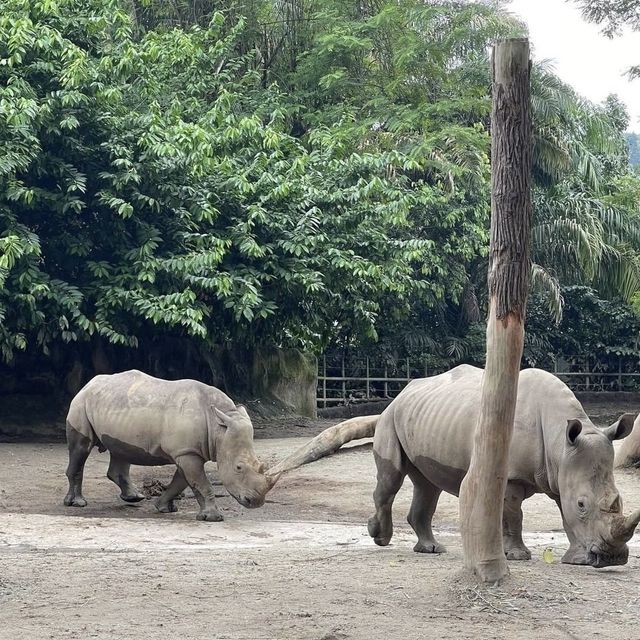 Singapore Zoo